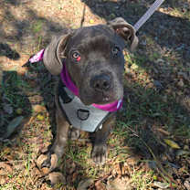 Thumbnail photo of Hazel #3