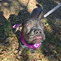 Thumbnail photo of Hazel #4