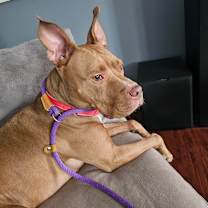 Thumbnail photo of Potato #3