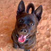 Thumbnail photo of Osso #1