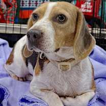 Thumbnail photo of Bentley #2