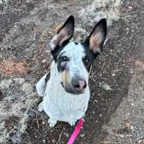 Thumbnail photo of Chuck - Shy & Sweet #1