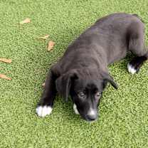 Thumbnail photo of Prancer #1