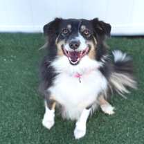 Thumbnail photo of Kodiak #1