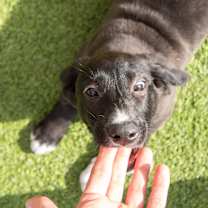 Thumbnail photo of Prancer #3