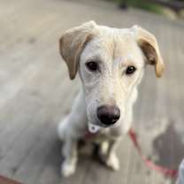 Thumbnail photo of TOM #1