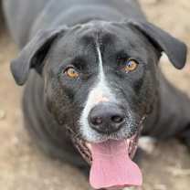 Thumbnail photo of Nickie #2