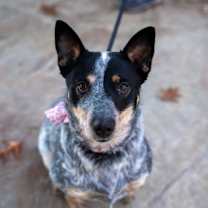 Thumbnail photo of Millie #3