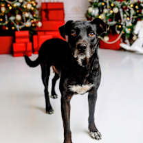 Thumbnail photo of Juliet #2