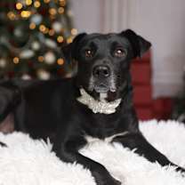 Thumbnail photo of Juliet #1