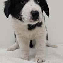 Thumbnail photo of Tinsil #1