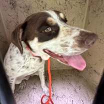 Thumbnail photo of Starkey #2