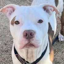 Thumbnail photo of Baxter #3