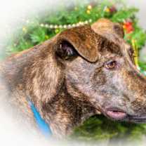 Thumbnail photo of Bobbie A24-630 #1