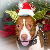 Thumbnail photo of Dash A24-389 #1