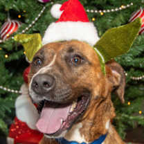 Thumbnail photo of Christina A24-195 #1