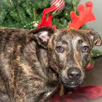 Thumbnail photo of Bobbie A24-630 #2