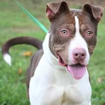 Thumbnail photo of Dash A24-389 #3