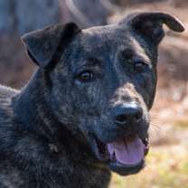 Thumbnail photo of Bobbie A24-630 #3