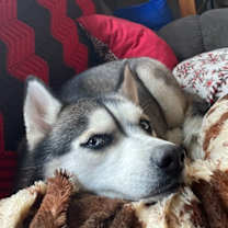 Thumbnail photo of Shiya **COURTESY LISTING** #3