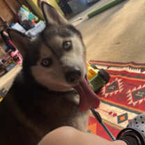 Thumbnail photo of Shiya **COURTESY LISTING** #4