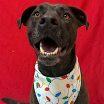 Thumbnail photo of Gidgette #2