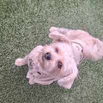 Thumbnail photo of Asha #4