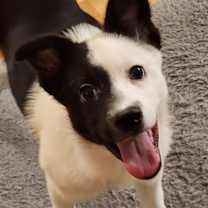 Thumbnail photo of Koshi #4