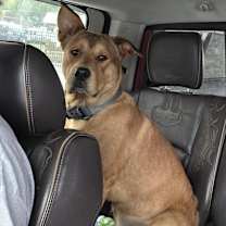 Thumbnail photo of Sandman-urgent family boy! #3