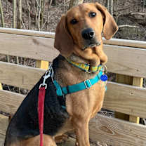 Thumbnail photo of Carlie-In a Foster Home #1