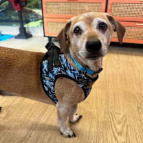 Thumbnail photo of GitHub 13537 #1