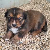 Thumbnail photo of Jasper JuM #4