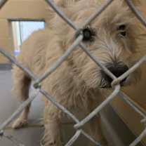 Thumbnail photo of 12/09/2025-Stray-VirginiaStreet-BQ #1