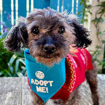 Thumbnail photo of Sardine #1