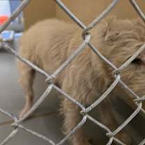 Thumbnail photo of 12/09/2025-Stray-VirginiaStreet-BQ #2