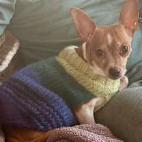 Thumbnail photo of Trixie #1