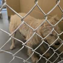 Thumbnail photo of 12/09/2025-Stray-VirginiaStreet-BQ #3