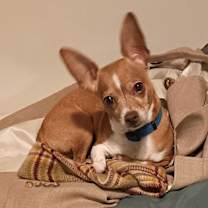 Thumbnail photo of Trixie #2