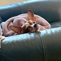 Thumbnail photo of Trixie #3