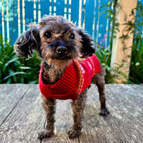 Thumbnail photo of Sardine #4