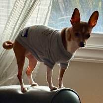 Thumbnail photo of Trixie #4