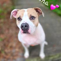 Thumbnail photo of Luna aka Loony Tunes #1