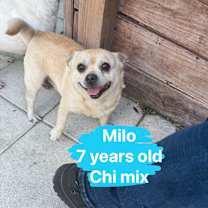 Thumbnail photo of Milo #2