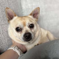 Thumbnail photo of Milo #3