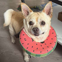 Thumbnail photo of Milo #4