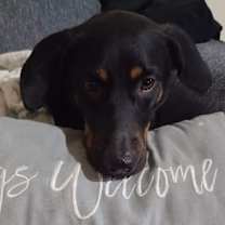 Thumbnail photo of Minnie Mae URGENT #2