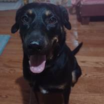 Thumbnail photo of Minnie Mae URGENT #4