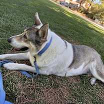 Thumbnail photo of Panda #1