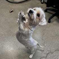 Thumbnail photo of Simba #2