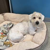 Thumbnail photo of Simba #4